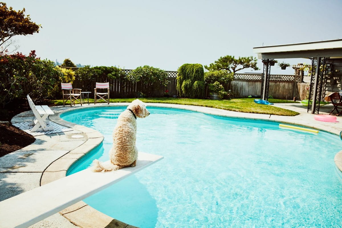 Dog at Swimming pool